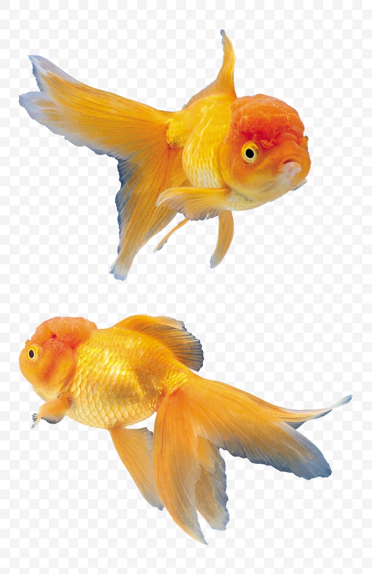 鱼 海洋生物 