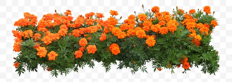 橙色的花 孔雀草 花 