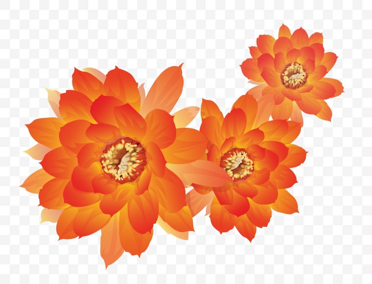 橙色的花 花 