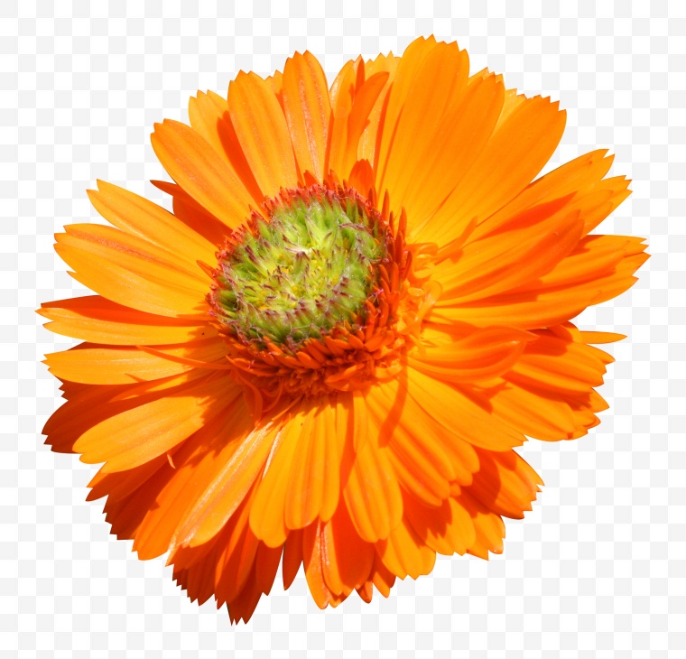橙色的花 金盏菊 花 