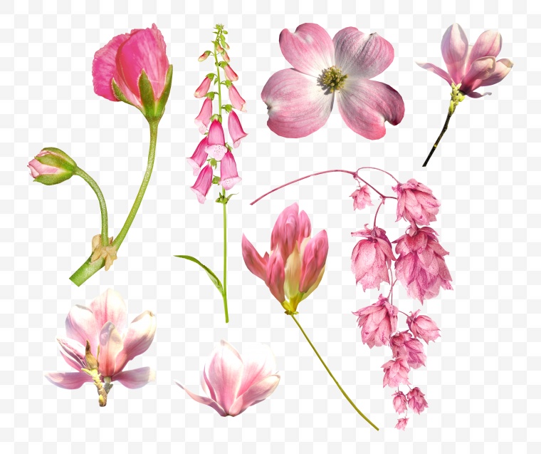 粉红色的花朵 花 