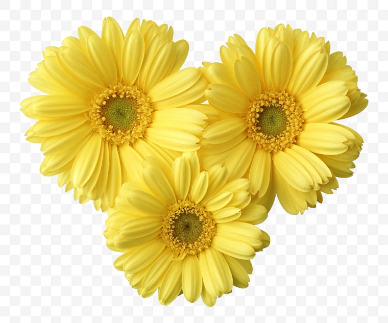 黄色的花 金盏菊 花 