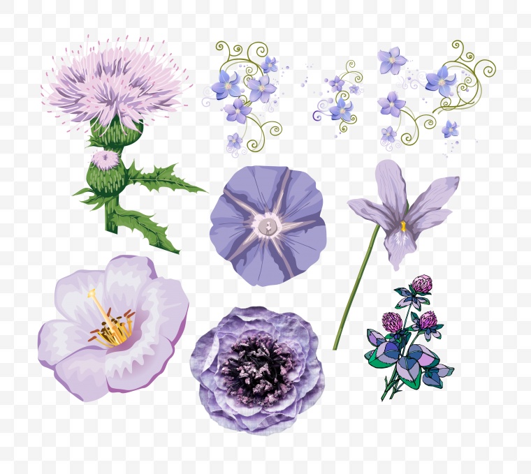 紫色的花 牵牛花 花 