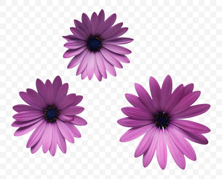 紫色的花 花 