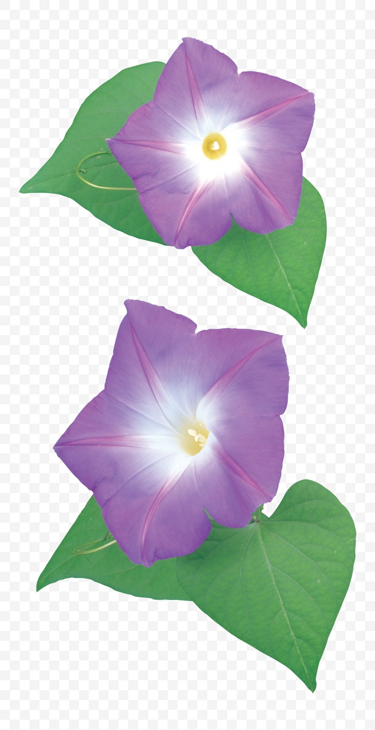 紫色的花 牵牛花 花 