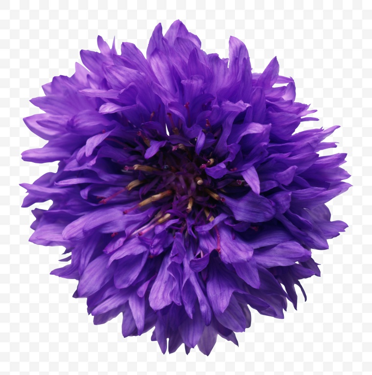 紫色的花 花 