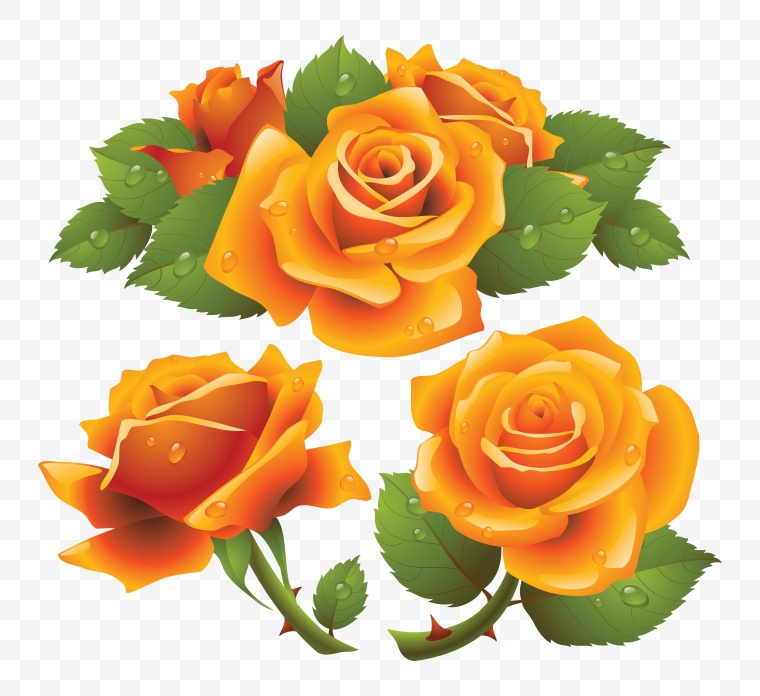 橙色的玫瑰 玫瑰花 花 