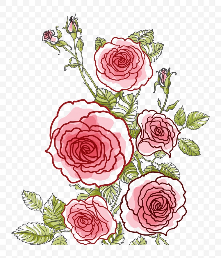 粉色的玫瑰 玫瑰花 花 