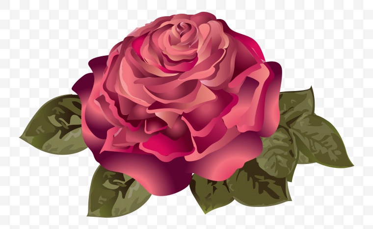粉色的玫瑰 玫瑰花 花 