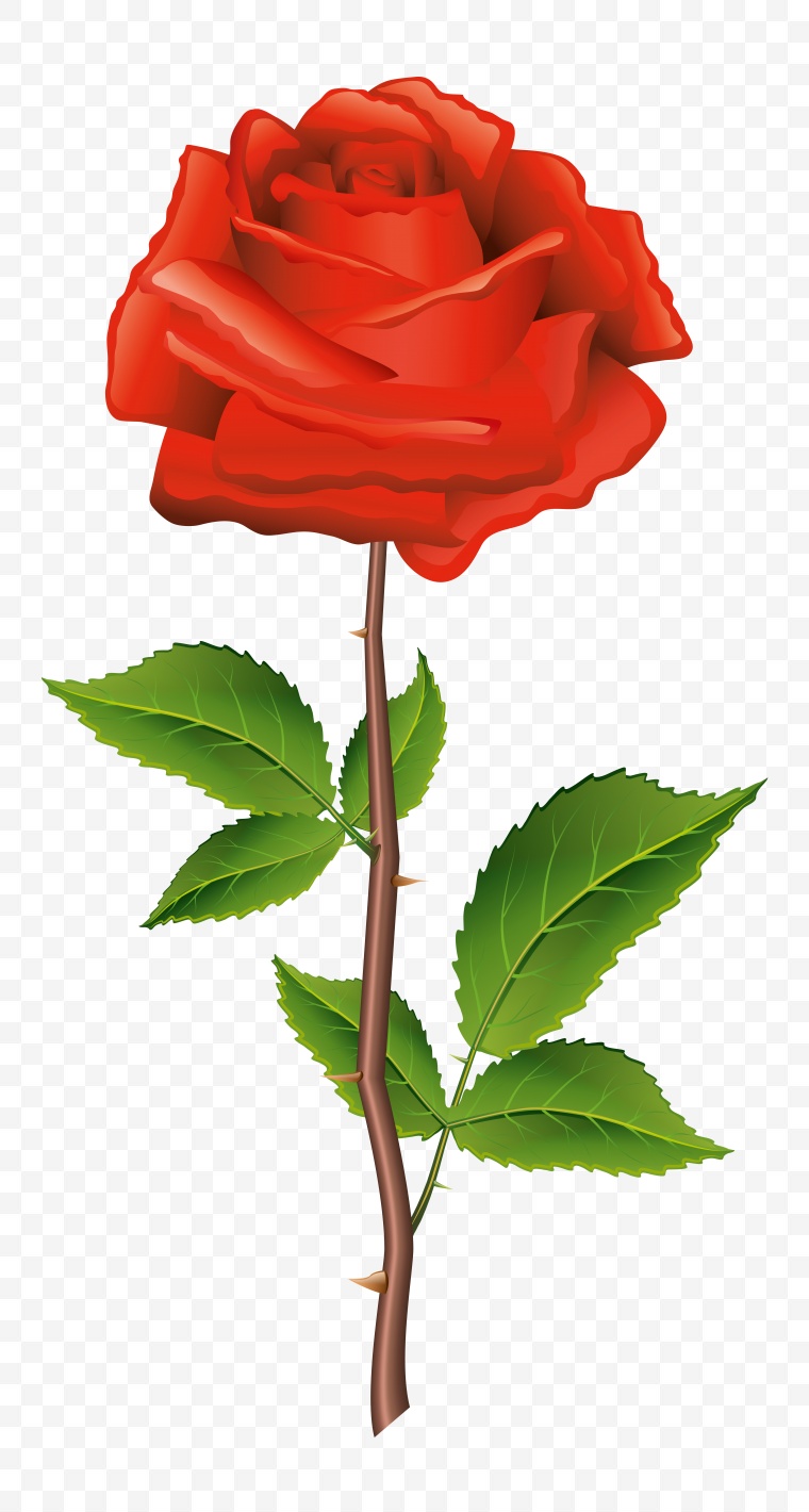 红色的玫瑰花 花 