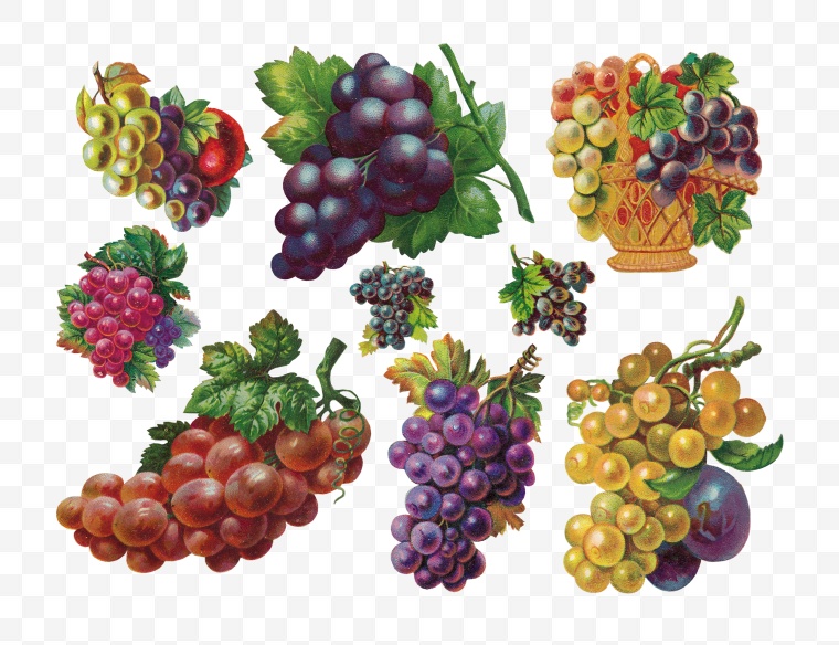 葡萄 水果 