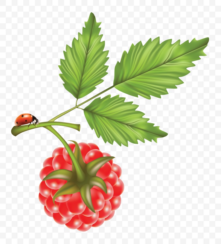 树莓 水果 