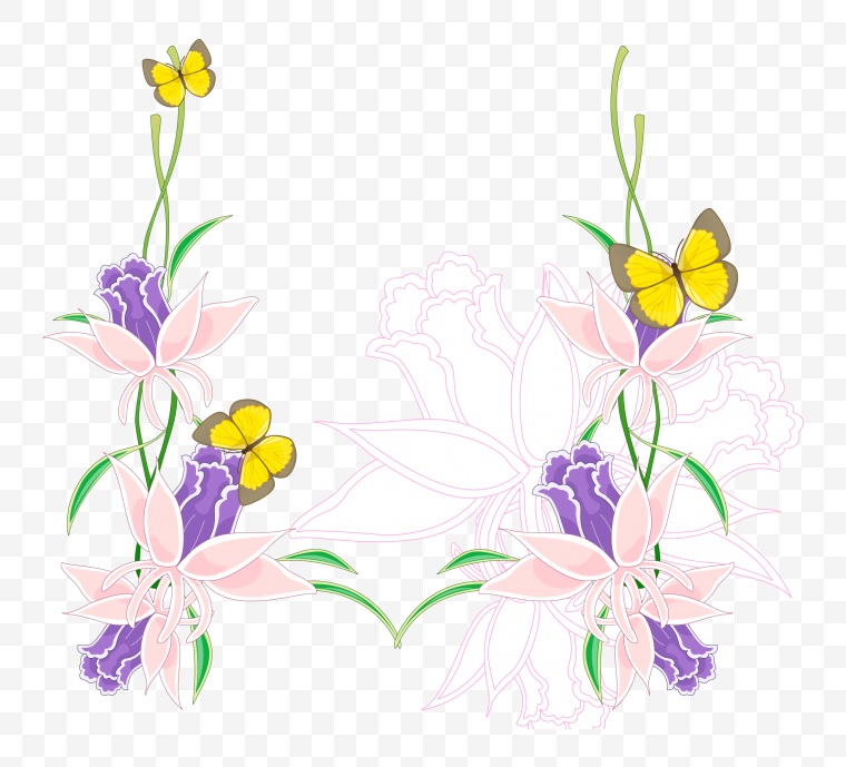 兰花 花 