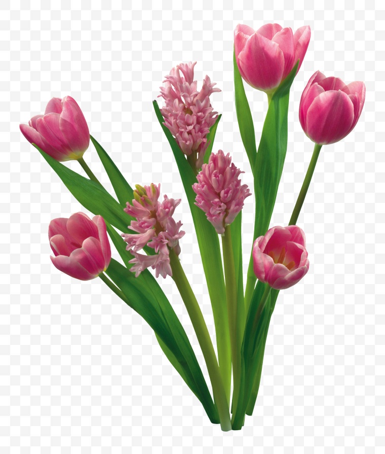 粉红色郁金香 花束 花 