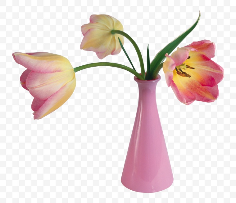 粉红色郁金香 花 花瓶 