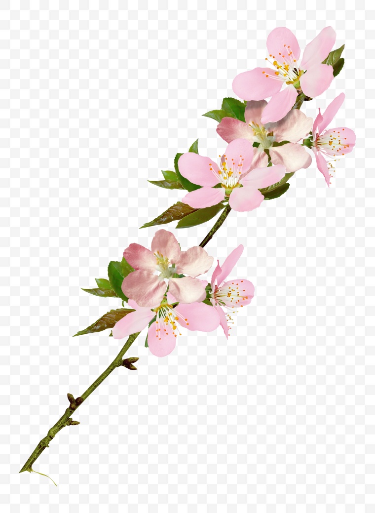 樱桃和苹果树的花 花 