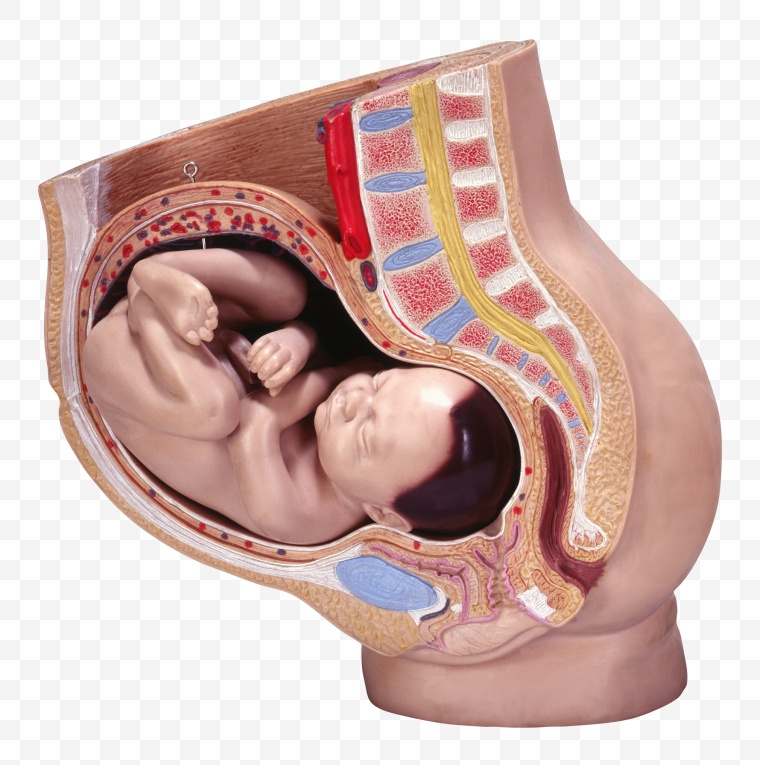 人体 剖面 胎儿 