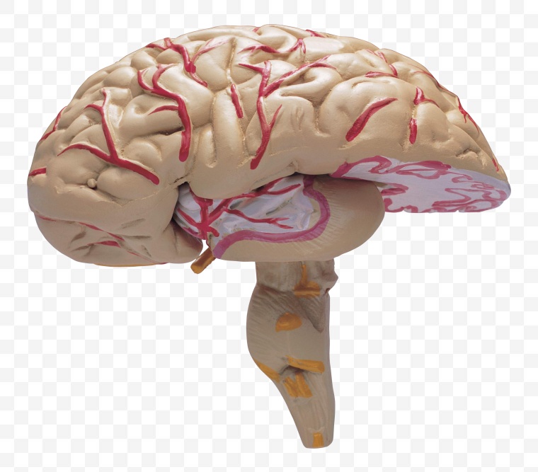 人体 解剖 大脑 