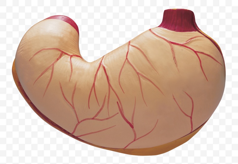 人体 解剖 胃部 
