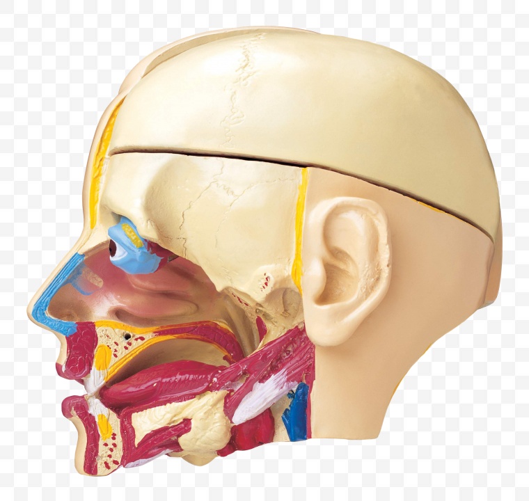 人体 剖面 口和鼻腔 
