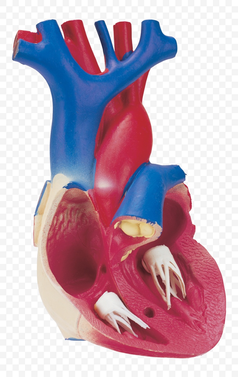 人体 解剖 心脏 