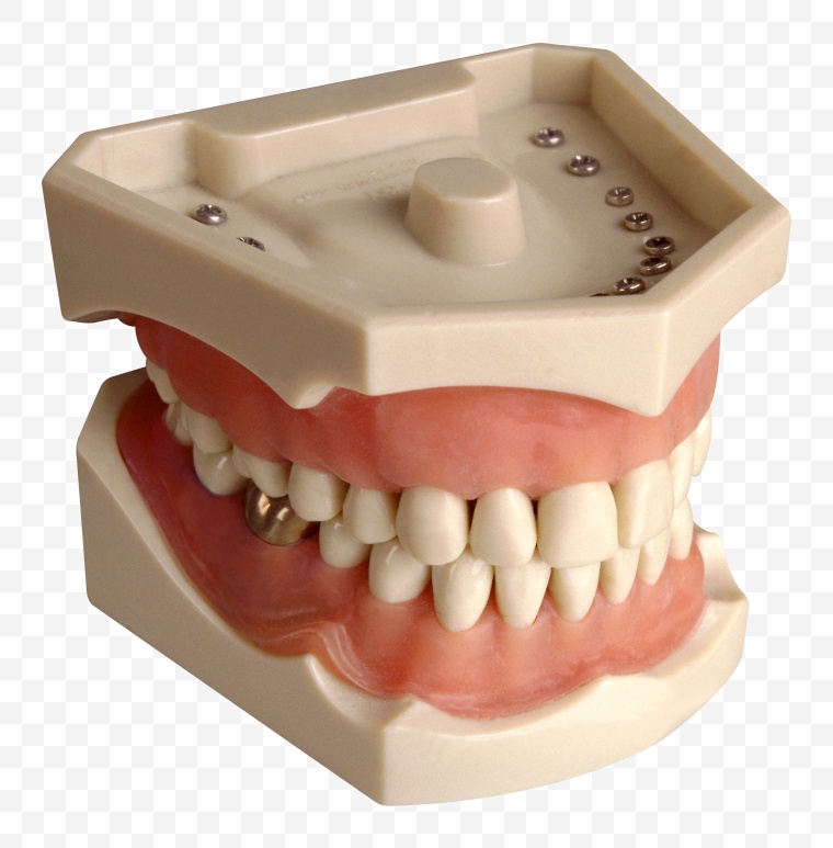 人体 牙齿 