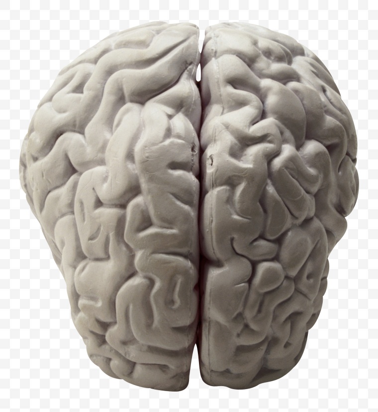 人体 解剖 大脑 
