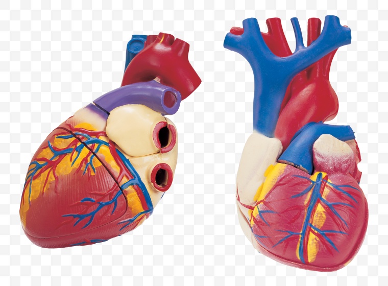 人体 解剖 心脏 