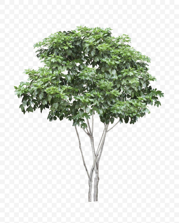 树木 树 