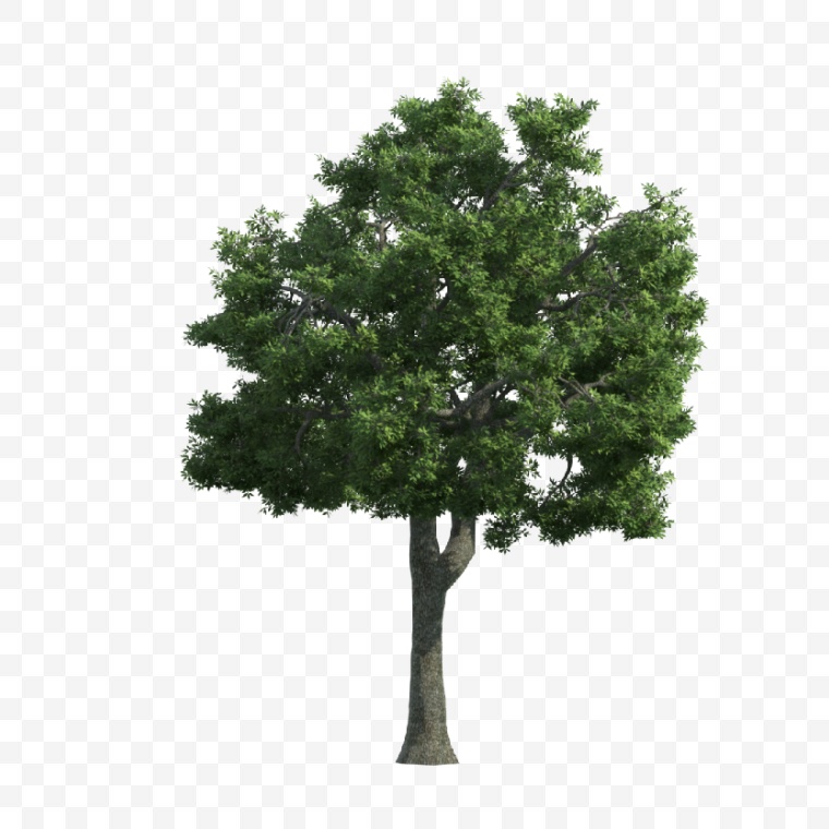树木 树 