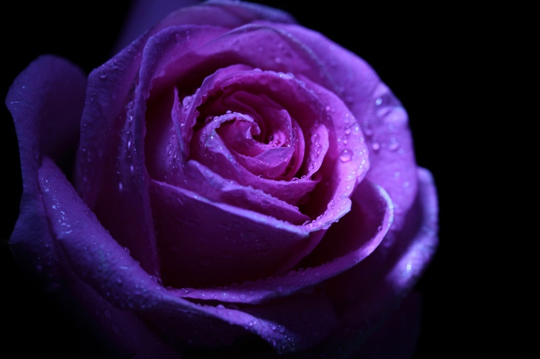 玫瑰花背景 紫色玫瑰 情人节背景 浪漫背景 