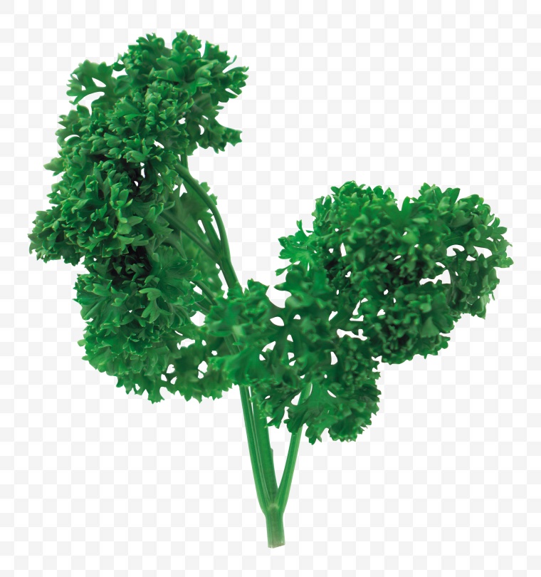 绿色蔬菜 芹菜 