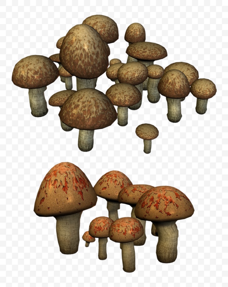 蘑菇 花菇 香菇 