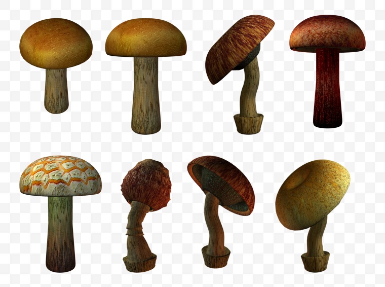 蘑菇 香菇 