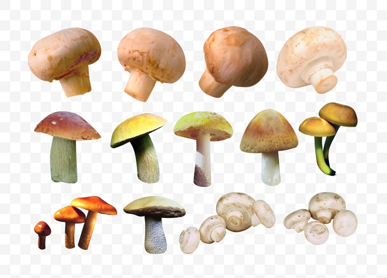 蘑菇 香菇 伞菇 