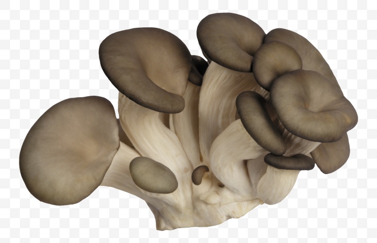 蘑菇 平菇 