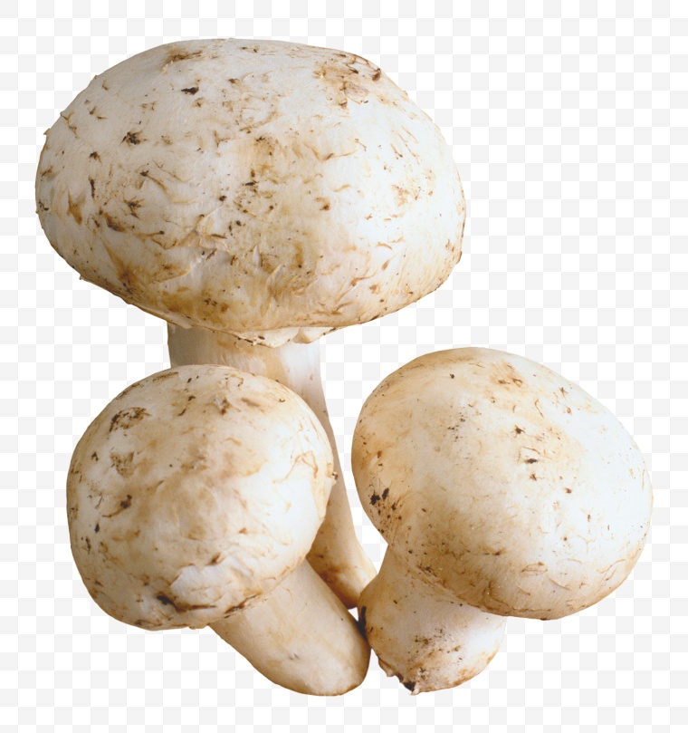 蘑菇 口菇 