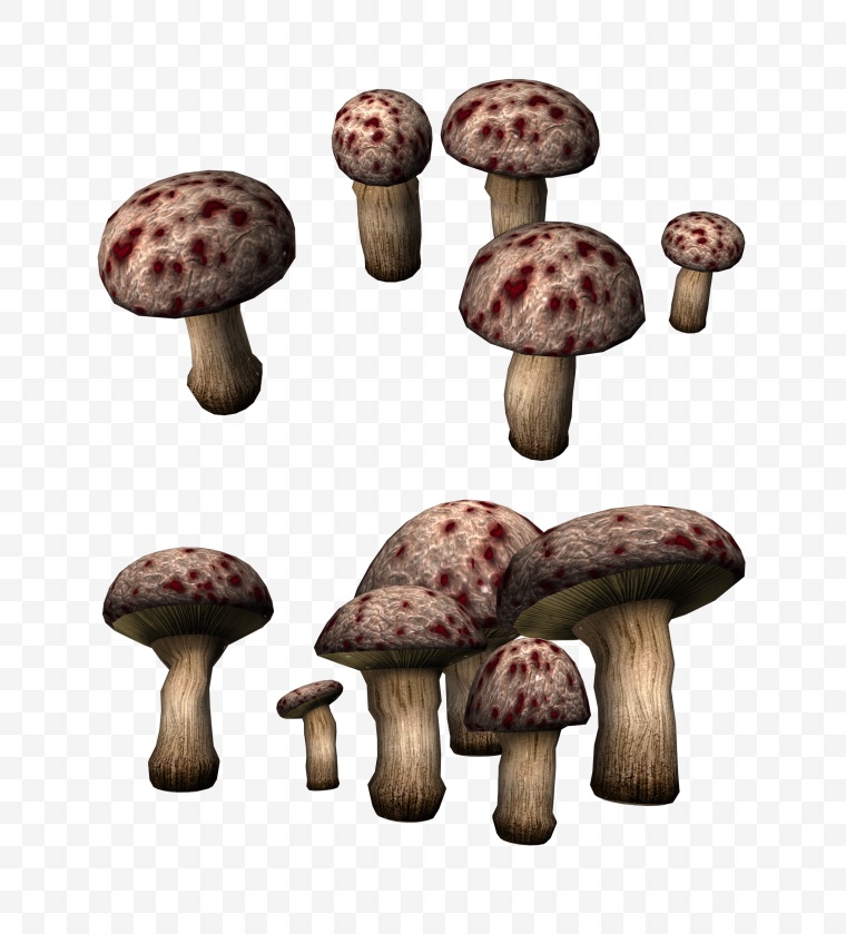 蘑菇 香菇 花菇 