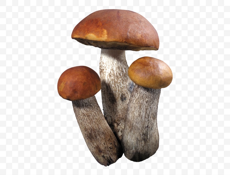 蘑菇 蟹味菇 
