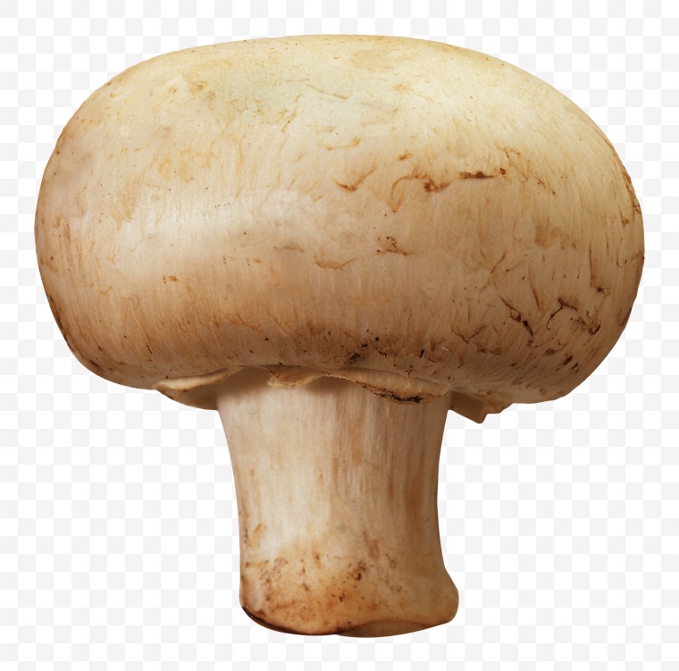 蘑菇 白菇 
