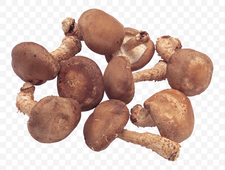 蘑菇 香菇 