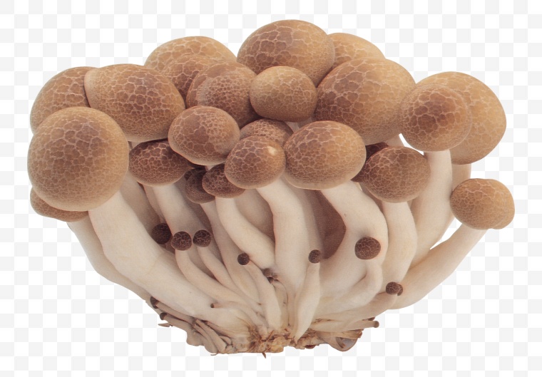 蘑菇 蟹味菇 