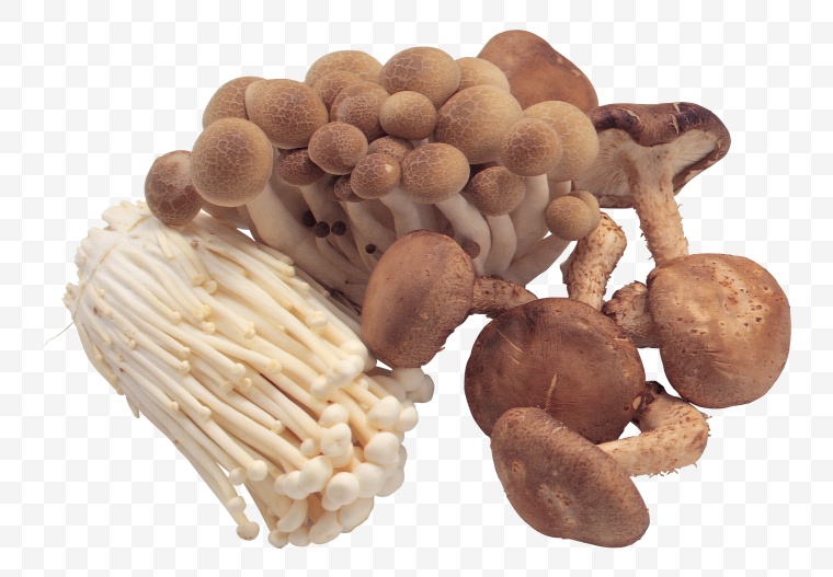 蘑菇 香菇 金针菇 