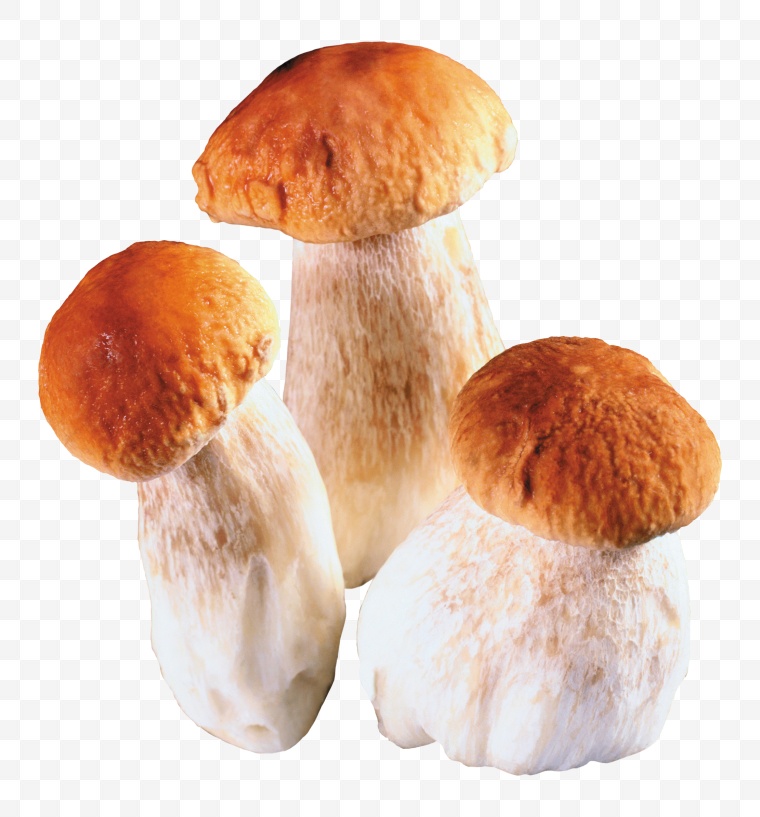 蘑菇 松茸 
