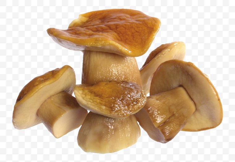 蘑菇 野生蘑菇 