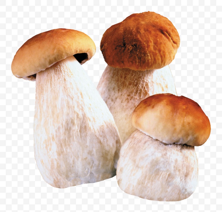 蘑菇 野生蘑菇 