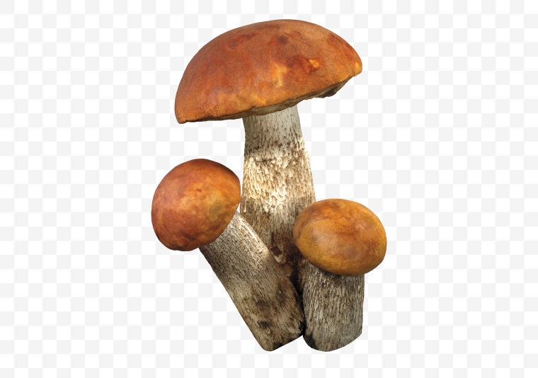 蘑菇 伞菇 