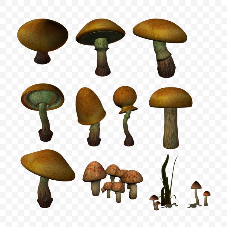 蘑菇 伞菇 