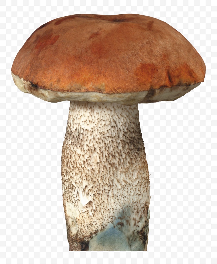 蘑菇 野蘑菇 