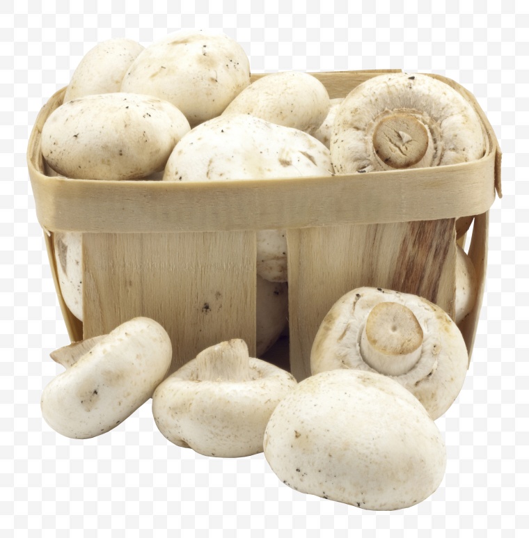 蘑菇 双孢菇 